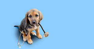Insurance for Pets: A Smart Way to Protect Your Furry Friends